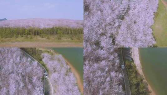 樱花园航拍 4k高清在线视频素材下载