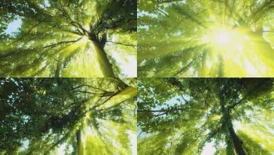 夏天阳光树林森林 光线穿透树叶丁达尔光效高清在线视频素材下载