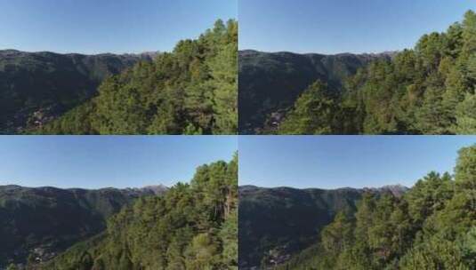 美丽的森林树木鸟瞰图高清在线视频素材下载