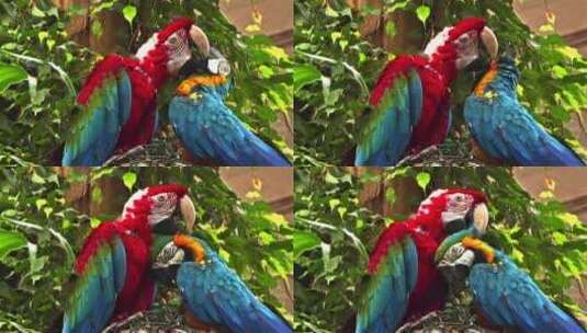 五颜六色的鹦鹉梳理对方高清在线视频素材下载