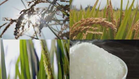 水稻 米饭高清在线视频素材下载