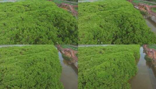 红树林湿地 海边红树林 候鸟 栖息地航拍高清在线视频素材下载