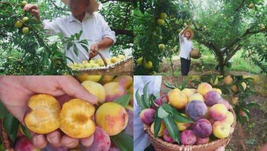 李子种植基地高清在线视频素材下载