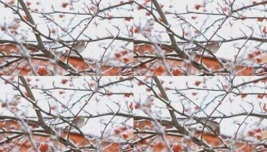 漂亮的鸟儿在啄树上的雪高清在线视频素材下载