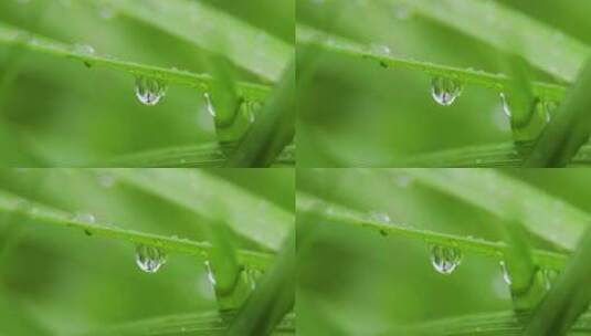 叶子上的露珠水珠雨珠特写高清在线视频素材下载