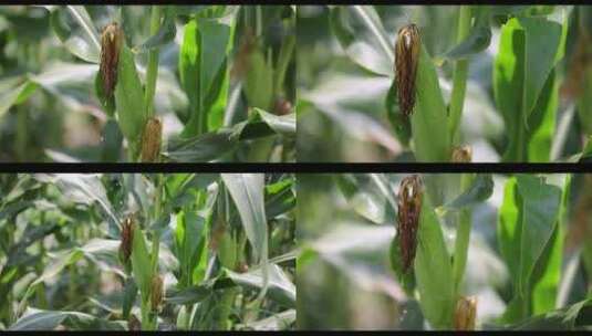 有机玉米宣传片选编 玉米灌溉高清在线视频素材下载