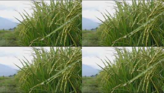 雨后的稻穗、生长的水稻高清在线视频素材下载
