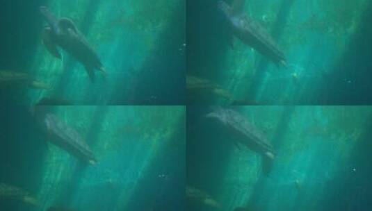 4K自在的海龟水里游动实拍视频高清在线视频素材下载