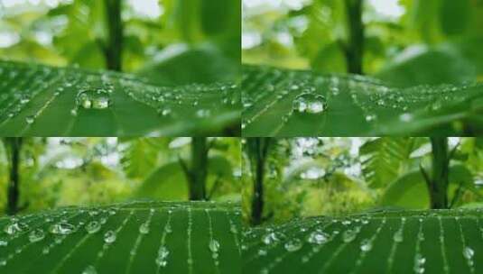 雨后植物叶子上的露珠雨水特写高清在线视频素材下载
