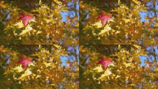 枫叶红金色风景秋天高清在线视频素材下载