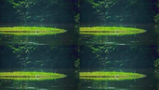 河滩 湿地 植被 沼泽地 白鹭 长焦 4K高清在线视频素材下载