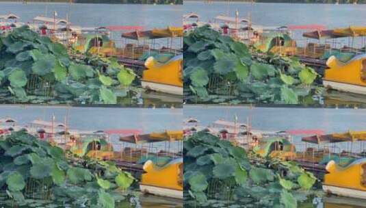河流荷叶鸭子造型游船1高清在线视频素材下载