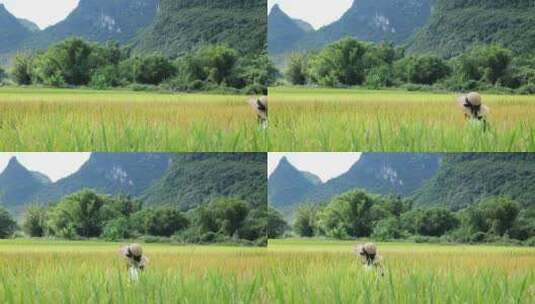 美丽稻田 乡村旅游 奔跑 一望无垠的田野高清在线视频素材下载
