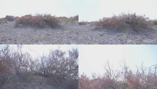 新疆沙漠的秋天景色高清在线视频素材下载