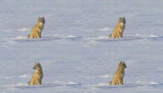 冬季 沙狐高清在线视频素材下载