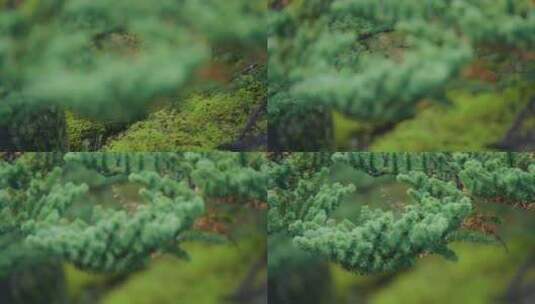 森林山脉松树特写变焦高清在线视频素材下载