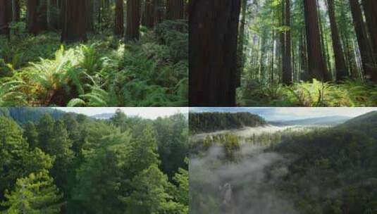 苍天大树云南森林植物植被自然风景晨曦高清在线视频素材下载