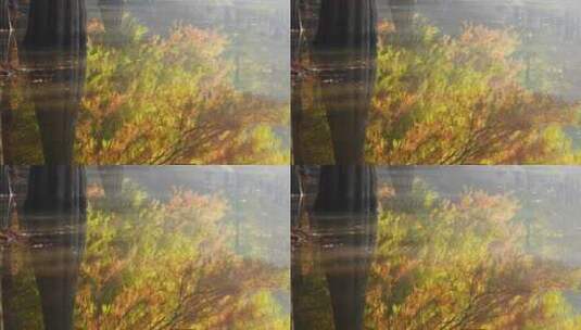 南京燕雀湖落水杉秋日风光高清在线视频素材下载