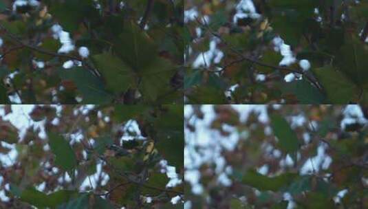 梧桐树 梧桐叶 植物 树木 绿色高清在线视频素材下载