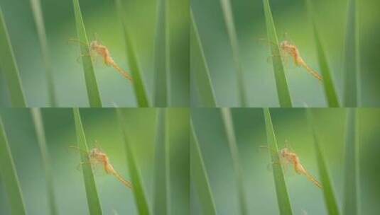 春天植物上的昆虫红蜻蜓豆娘高清在线视频素材下载