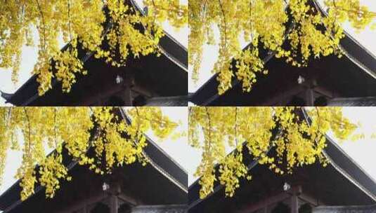 秋天古风建筑旁金色的银杏叶高清在线视频素材下载