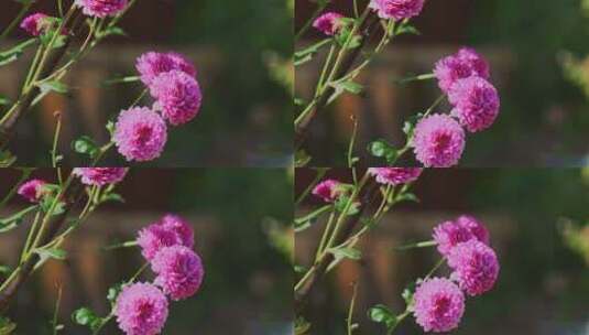 唯美花朵菊花紫色小雏菊高清在线视频素材下载