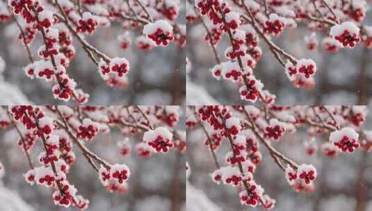 唯美雪景冬天下雪高清在线视频素材下载