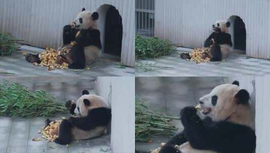 动物园大熊猫吃竹笋视频合集高清在线视频素材下载