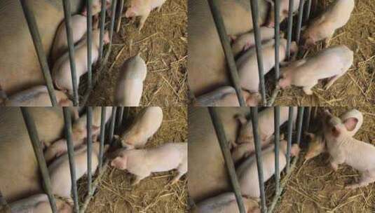 乡村农家饲养家猪猪仔高清在线视频素材下载