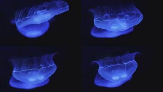 蓝色水母在深海中游动高清在线视频素材下载
