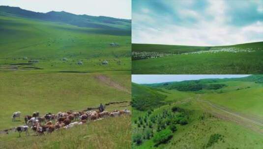 航拍草原峡谷蓝天白云牛群羊群自然风景高清在线视频素材下载