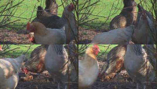 农场里的鸡。农场里的鸡养鸡高清在线视频素材下载