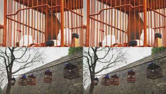 南京古城墙下鸟笼子高清在线视频素材下载