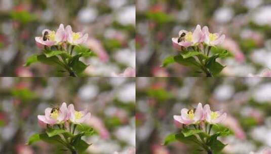 春天生长开放的海棠花和授粉采蜜的蜜蜂高清在线视频素材下载