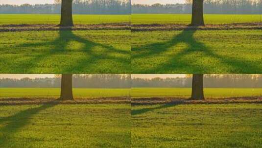 日出时公园里新鲜绿色草地上的树影。延时高清在线视频素材下载