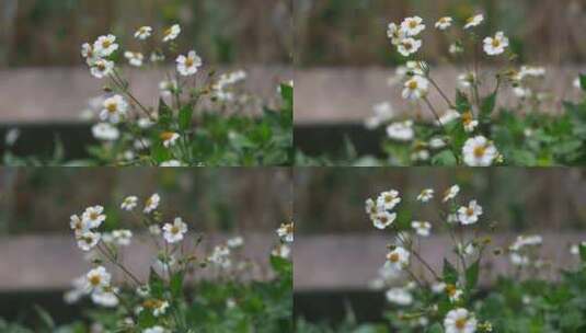 野花花朵花瓣小花开放高清在线视频素材下载