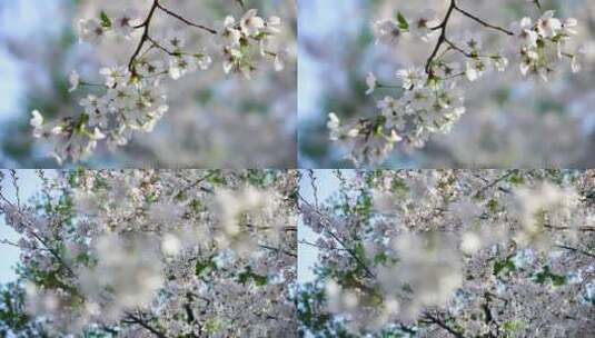 春天盛开绽放的樱花花簇高清在线视频素材下载