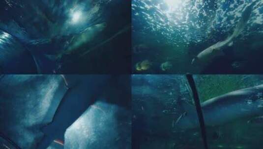 海洋馆内的大白鲨高清在线视频素材下载