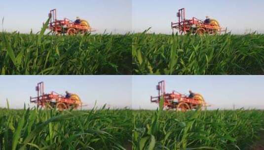 春天麦田里农业机械一喷三防作业高清在线视频素材下载