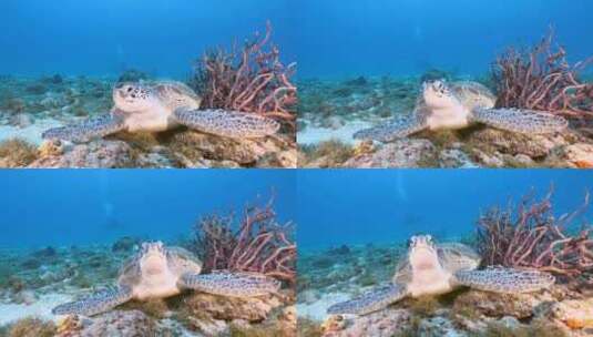 海洋中正在觅食的海龟【4K】高清在线视频素材下载
