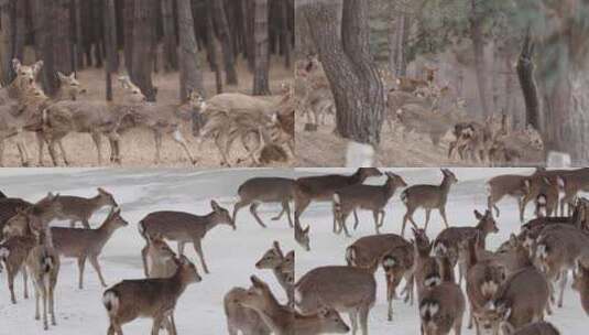 雪地中鹿群集结与迁移画面高清在线视频素材下载