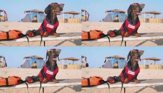 穿着救生员服装戴着眼镜的狗坐在海滩上高清在线视频素材下载