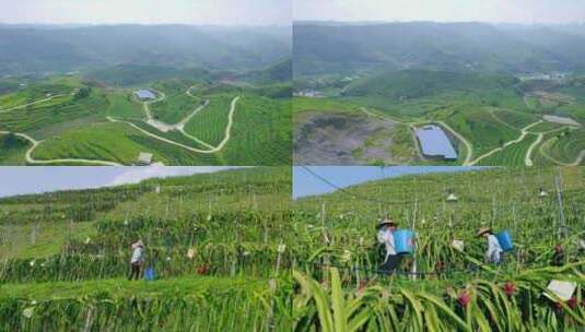 火龙果基地  农民采摘 火龙果种植基地高清在线视频素材下载