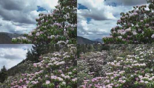 西藏高山杜鹃高清在线视频素材下载