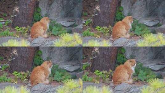 草丛公园里的流浪猫野猫流浪动物高清在线视频素材下载