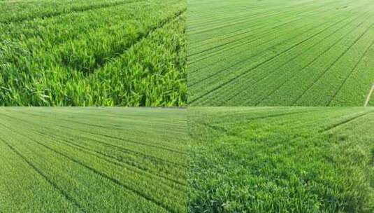 4K航拍麦田稻田麦子麦地农作物大规模种植高清在线视频素材下载