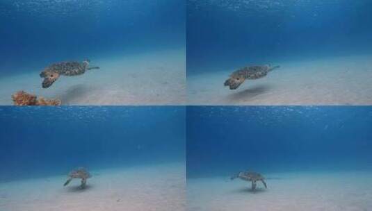 海龟，海洋，海洋生物，水下高清在线视频素材下载