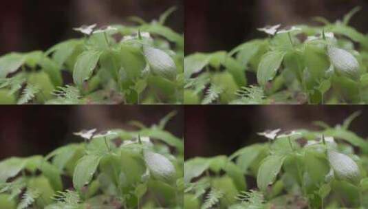 花，叶，露，滴高清在线视频素材下载