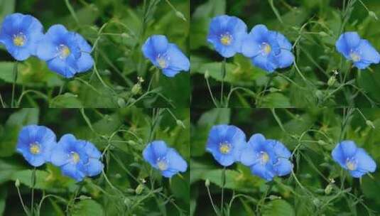 野生植物的蓝色小花高清在线视频素材下载