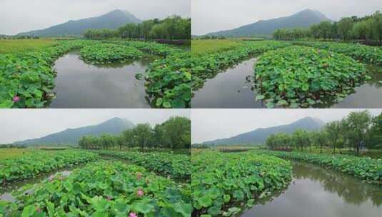 杭州湘湖十里荷塘风景航拍高清在线视频素材下载